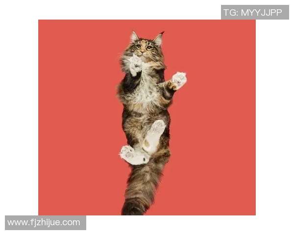 猫猫双人赛中的默契配合与策略探讨让游戏更加精彩