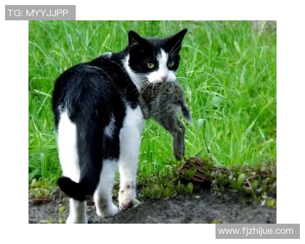 探索PEL野猫的独特魅力与生态价值，揭示其在现代生活中的重要性与保护意义